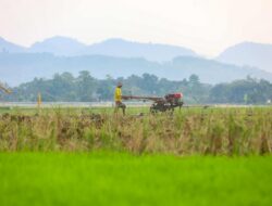 Bidik Panen Padi Naik 3 Kali Lipat, Kaltim Ubah Cara Tanam