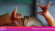 Kegemparan terjadi akibat adanya kepiting laut 'mutan' dengan dua capit tetapi empat penjepit.
