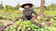 Pertanian sayuran yang efisien di Thanh Loc