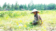 Mencegah degradasi lahan