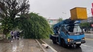Quang Ninh: Topan No. 1 menyebabkan hembusan angin kencang di Mong Cai, banyak pohon patah dan tumbang.
