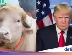 Unik! Kerbau Pirang Mirip Donald Trump Jadi ‘Seleb’ Jelang Idul Adha