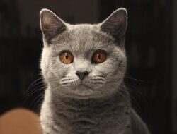 10 Seleb Kucing ‘Selebcing’ yang Viral, Banyak Penggemarnya di Medsos