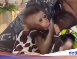 Selebgram Wanita di Palembang Viral Diusir Satpam gegara Bawa Monyet ke Mal